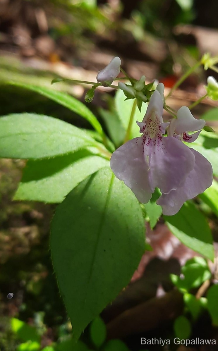 Impatiens ciliifolia subsp. sinharajensis Grey-Wilson